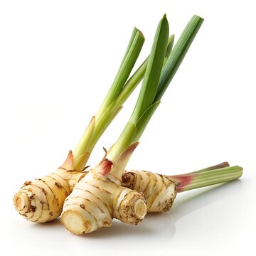 Young Galangal Shoots Package 250g
