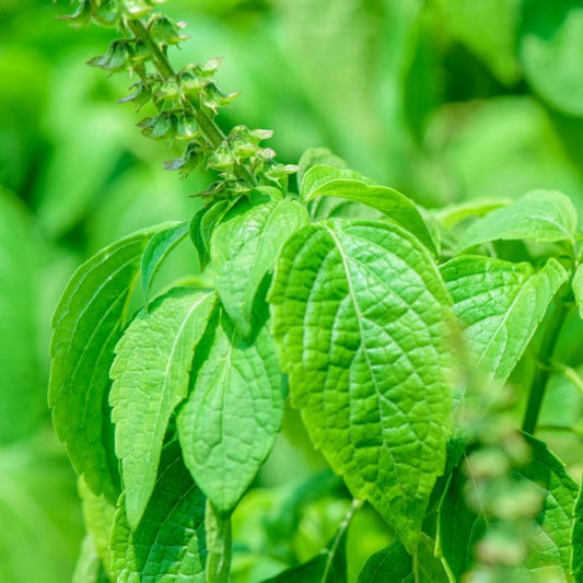 CLOVE BASIL 250G PACK