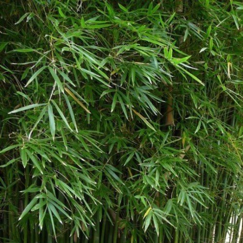Bamboo Grass  pack 250g