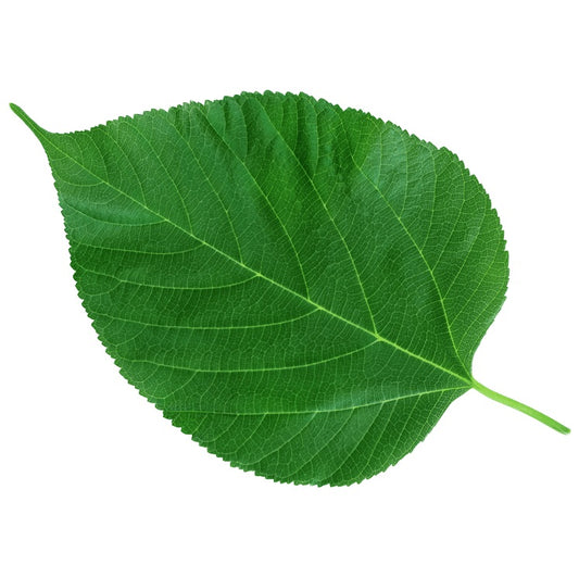 Indian Mulberry Leaf 250G