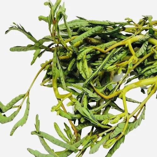 Water Mimosa Pack Of 250G